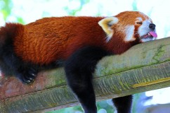 panda_lesser_panda_red_panda_branch_rest_sleep_96729