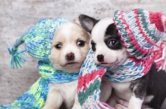 puppies_dogs_couple_beautiful_caps_96467
