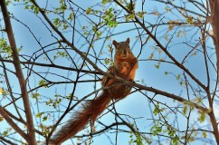 squirrel_tree_animal_spring_96542